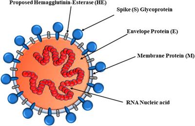 Anti–SARS-CoV-2 Natural Products as Potentially Therapeutic Agents